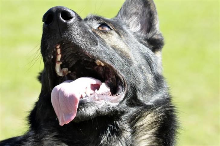 Schæferhund Jabina Kojac billede 6