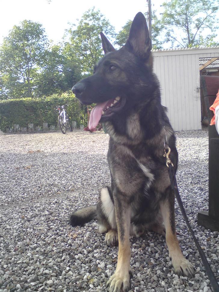 Schæferhund Jabina Kojac billede 7