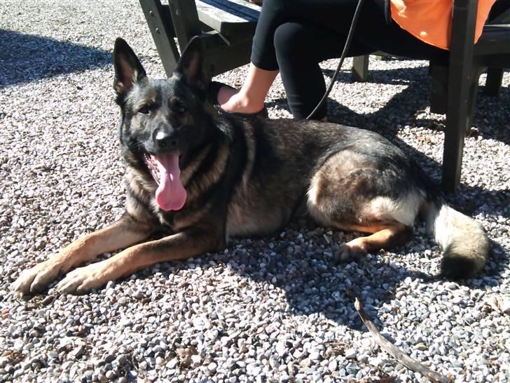 Schæferhund Jabina Kojac billede 8