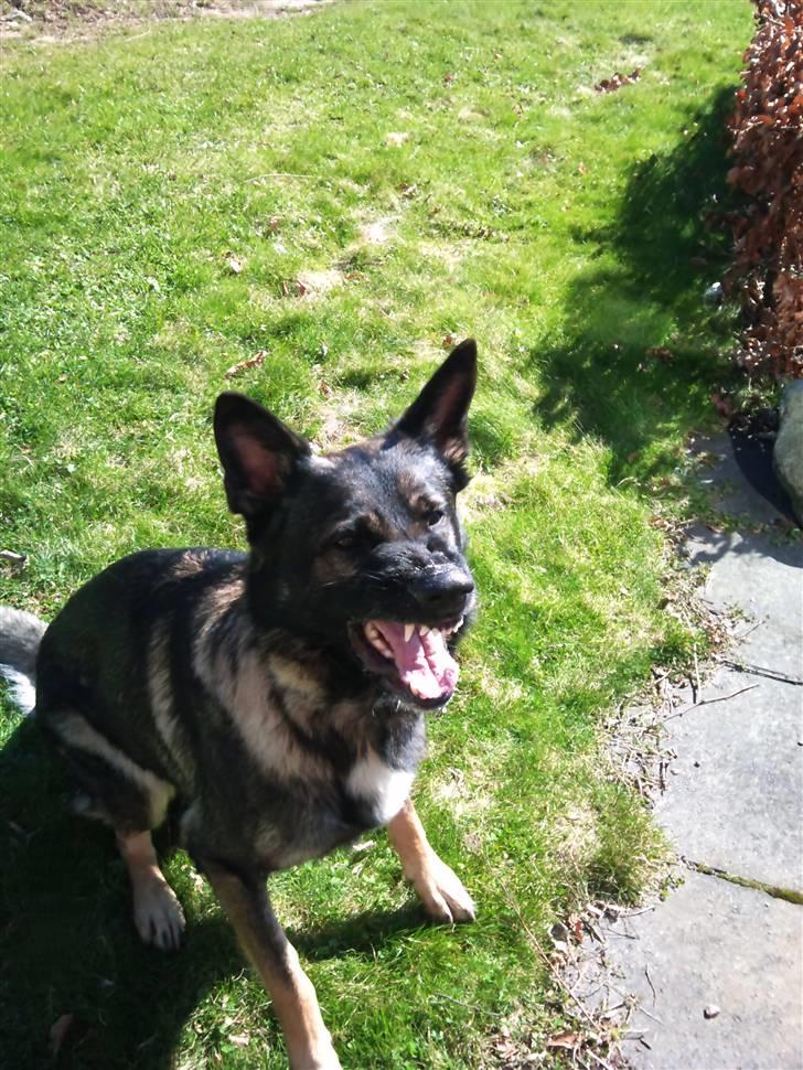 Schæferhund Jabina Kojac billede 9