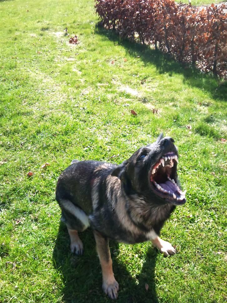 Schæferhund Jabina Kojac billede 10