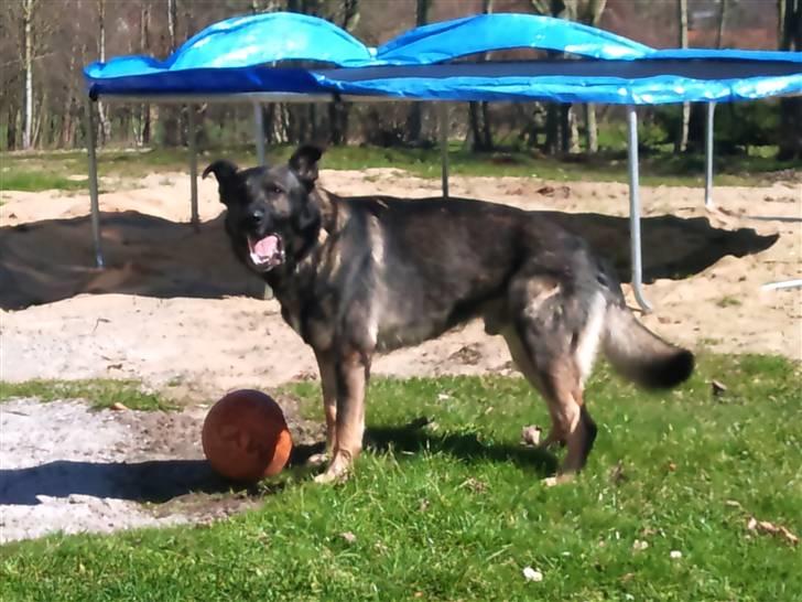 Schæferhund Jabina Kojac billede 11