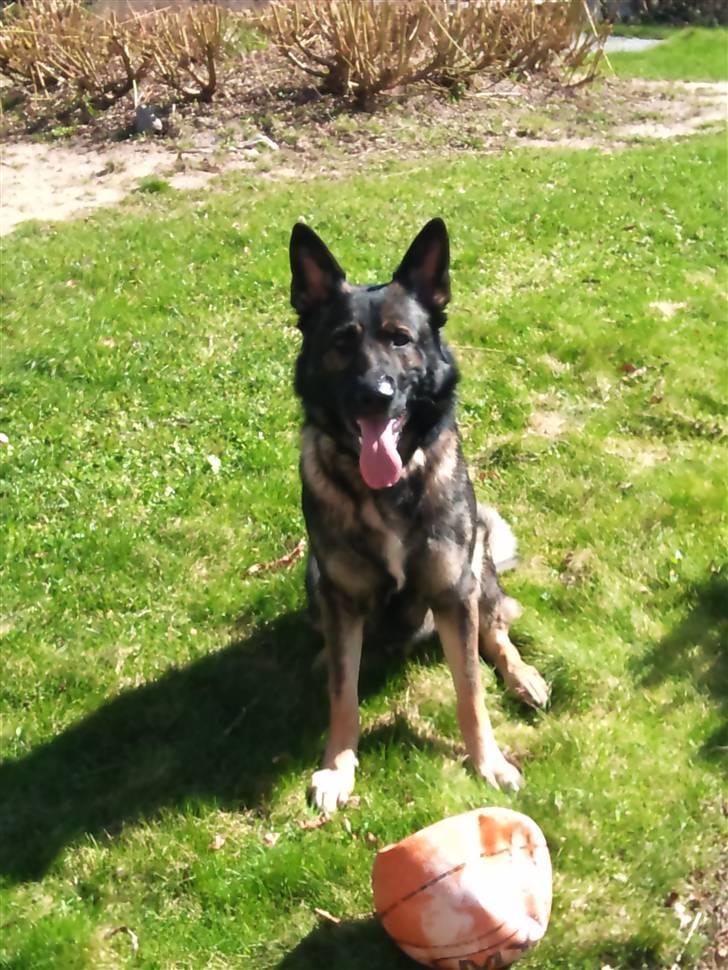 Schæferhund Jabina Kojac billede 12