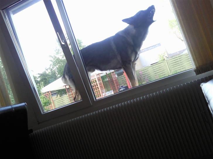 Schæferhund Jabina Kojac billede 13