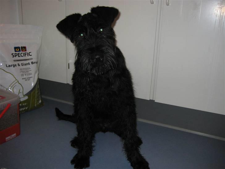 Riesenschnauzer Doolittle Kiwi - Søde Kiwi, da vi lige har fået hende d.23 - 11/ 2007 billede 1