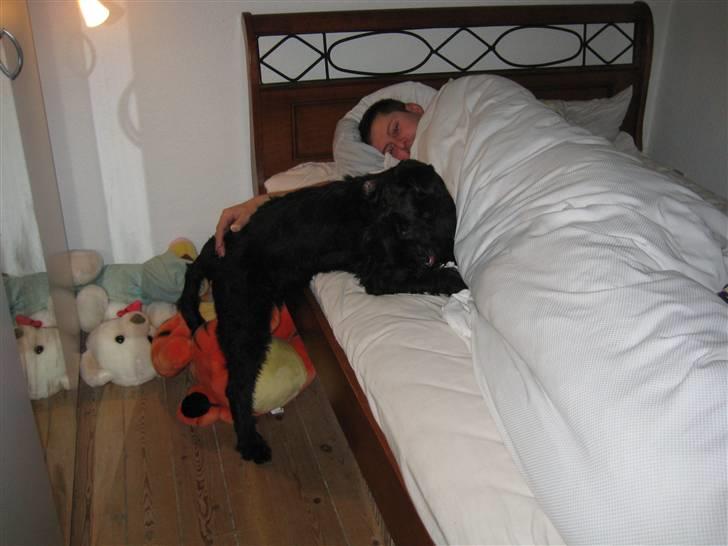 Riesenschnauzer Doolittle Kiwi - Kiwi prøver at snige sig op i sengen til Lars d. 24 - 11 /  2007. billede 3