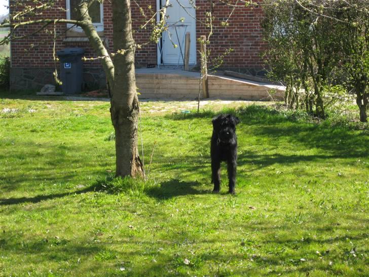 Riesenschnauzer Doolittle Kiwi - Kiwi står ude i vores have og nyder forårssolen d. 23 - 4 / 2008. billede 4