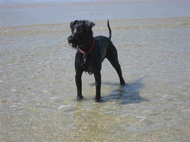 Riesenschnauzer Doolittle Kiwi - Det er SKØØØNT at være ved stranden, d. 1 - 6 / 2008. billede 5