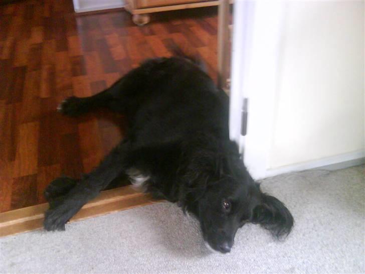 Blanding af racer Neja (R.I.P) billede 14