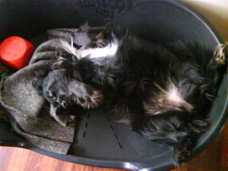 Blanding af racer Neja (R.I.P) billede 15