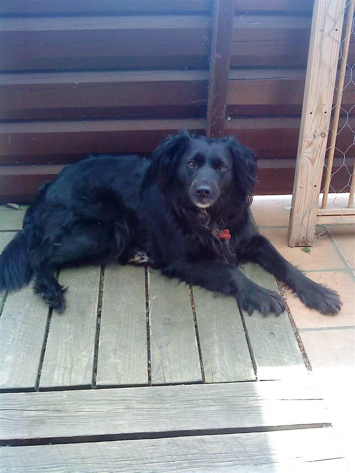 Blanding af racer Neja (R.I.P) billede 16