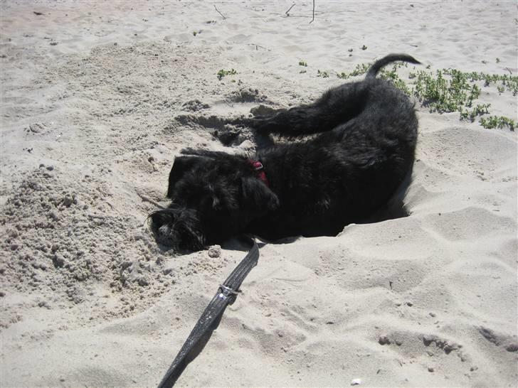 Riesenschnauzer Doolittle Kiwi - Ude på spilopper d. 1 - 6 / 2008. billede 6