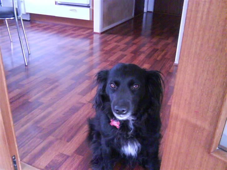 Blanding af racer Neja (R.I.P) billede 17