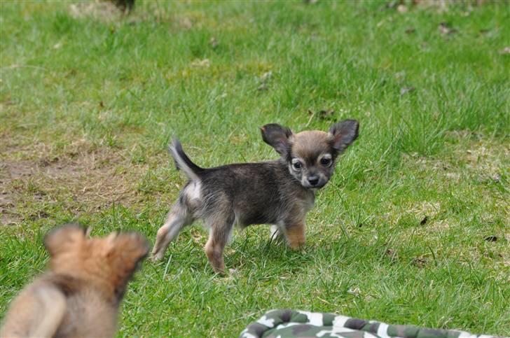 Chihuahua Lerche`s Miss Pepsi( udstationeret) billede 10