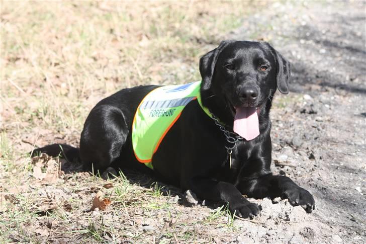 Labrador retriever Chief (Cody's A Man) * DØD * - Chief, 1 år gammel ... på skovtur med førerhundedækken" billede 17