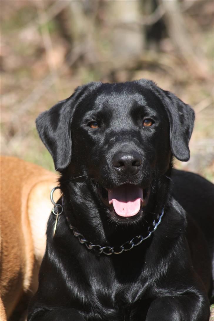 Labrador retriever Chief (Cody's A Man) * DØD * - Chief, 1 år gammel ... på skovtur billede 18