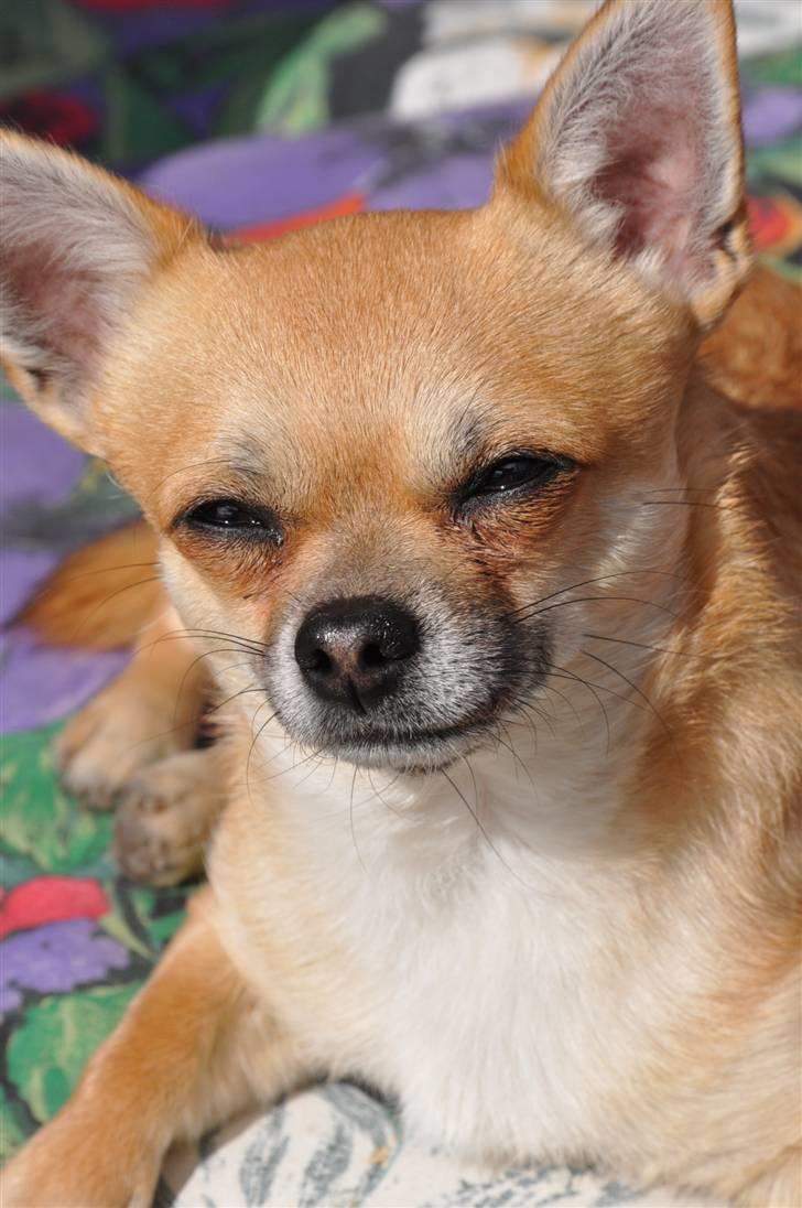 Chihuahua Diablo *udstationeret* billede 1