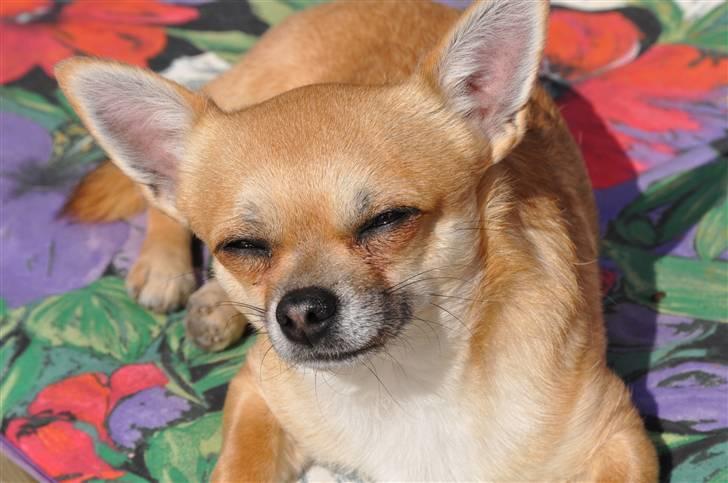 Chihuahua Diablo *udstationeret* billede 2