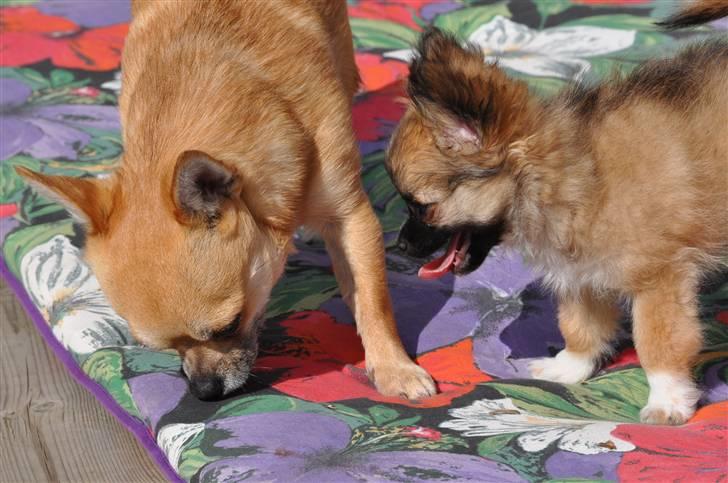 Chihuahua Diablo *udstationeret* billede 3