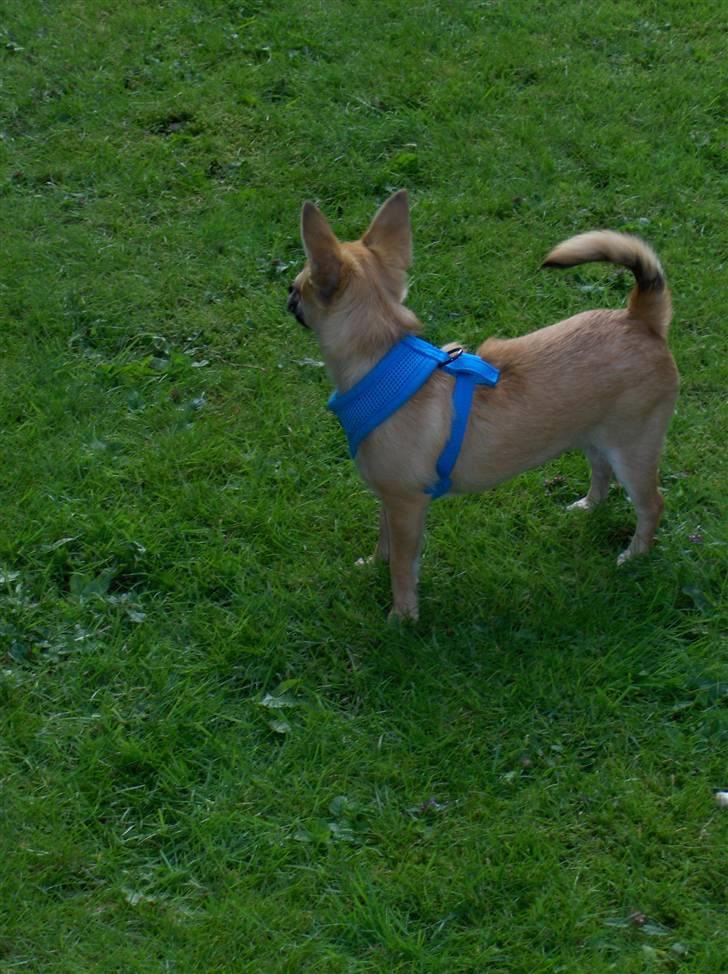 Chihuahua Diablo *udstationeret* billede 4