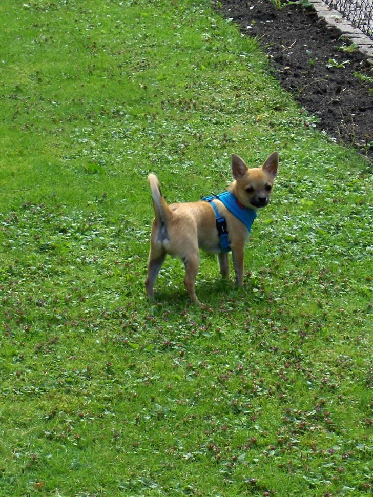 Chihuahua Diablo *udstationeret* billede 5