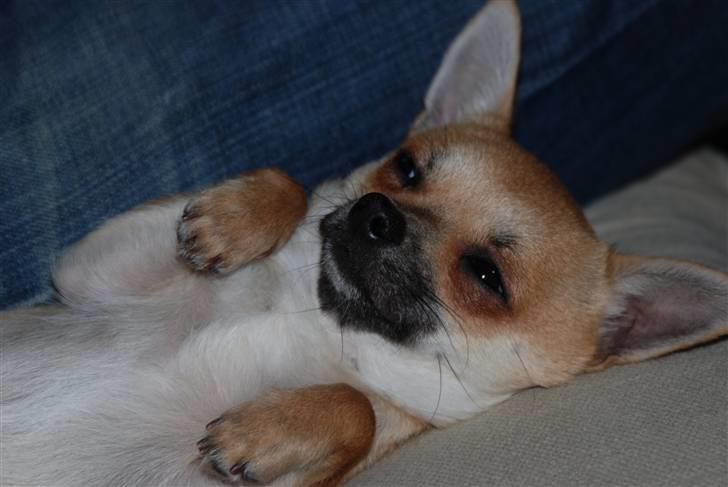 Chihuahua Diablo *udstationeret* billede 6