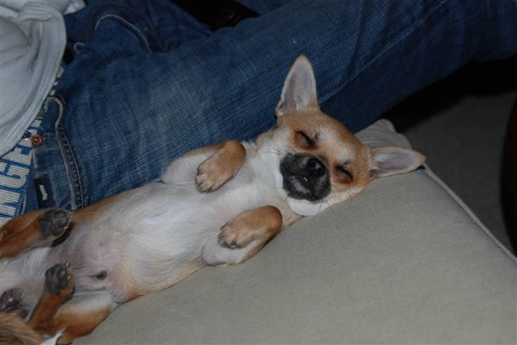 Chihuahua Diablo *udstationeret* billede 7