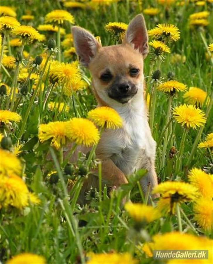 Chihuahua Diablo *udstationeret* billede 8