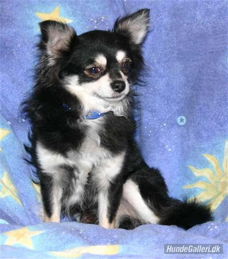 Chihuahua Diablo *udstationeret* - far billede 9