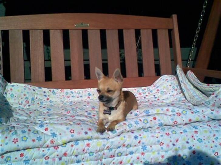 Chihuahua Diablo *udstationeret* billede 11