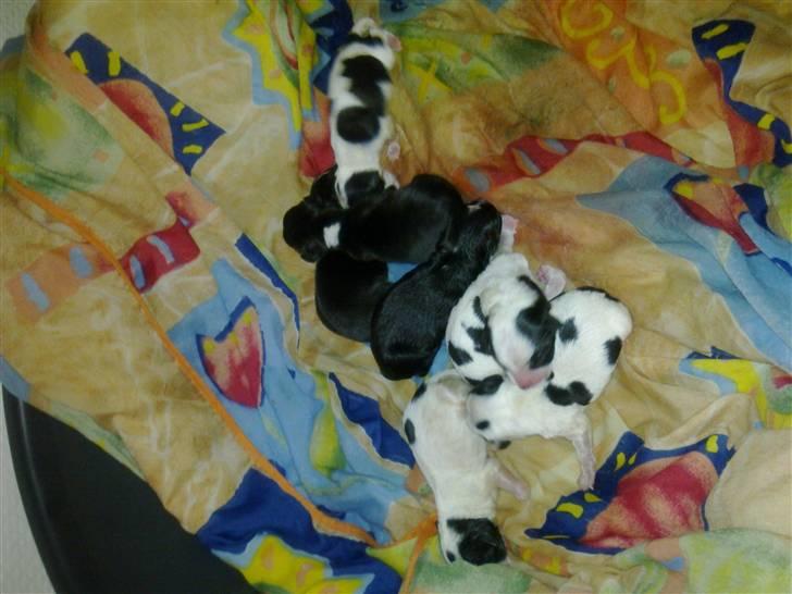 Dansk svensk gaardhund Pixi - her er de små fluppere. :-)  billede 4