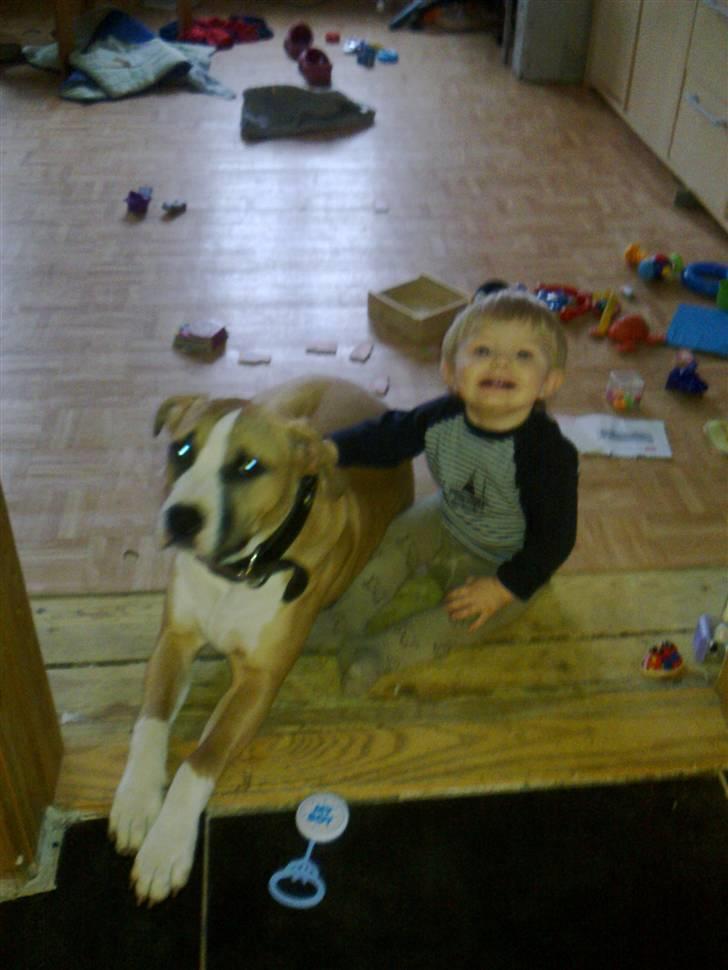 Blanding af racer Samson - mig og min lille ven olli... billede 6