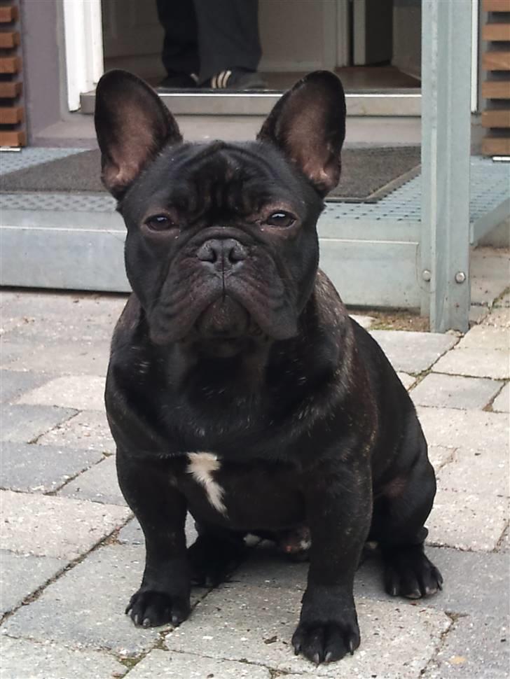 Fransk bulldog Carlos billede 13