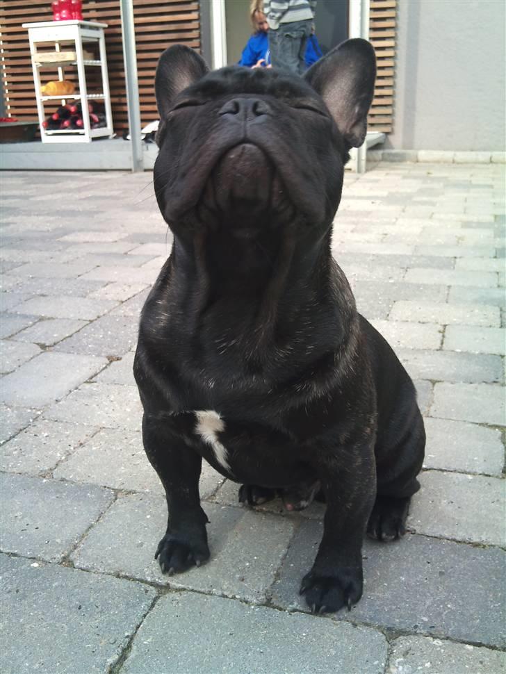 Fransk bulldog Carlos - Det er deligt det endelig er blevet forår... billede 14