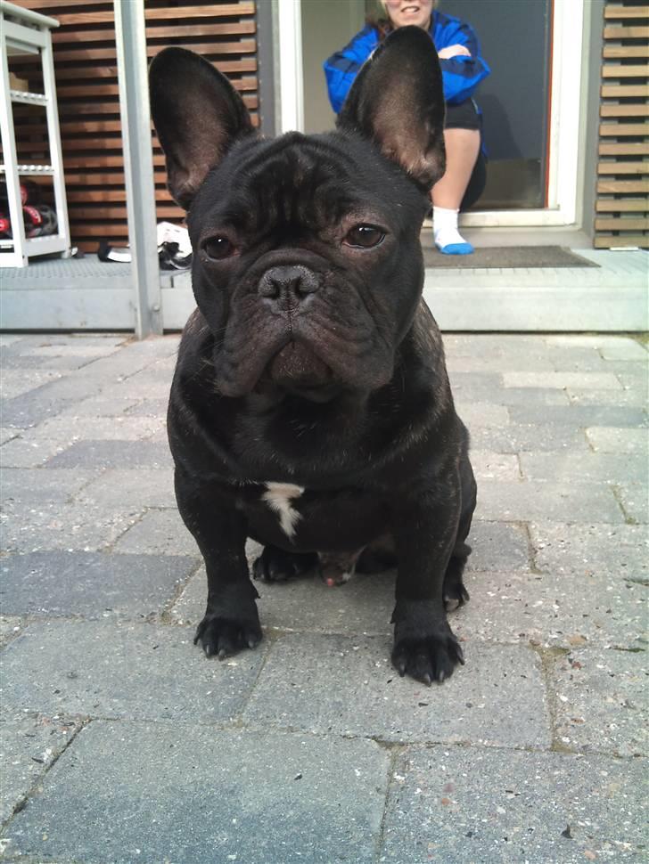 Fransk bulldog Carlos - jeg eeelsker at være i min have  billede 15