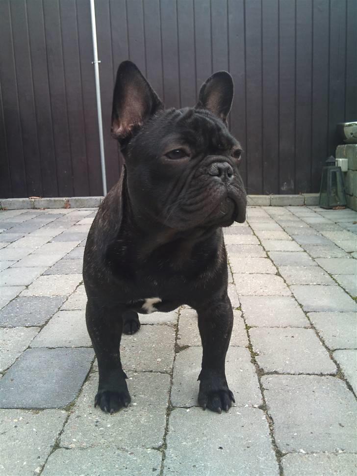 Fransk bulldog Carlos billede 16