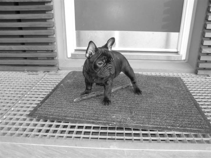 Fransk bulldog Carlos - Jeg holder vagt :) billede 17