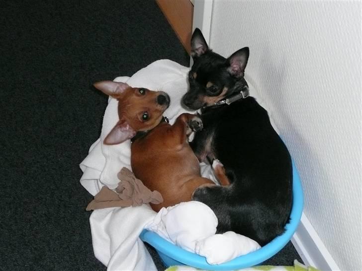 Chihuahua Buddy - Jo da, vi ka godt være her begge to, se. billede 18