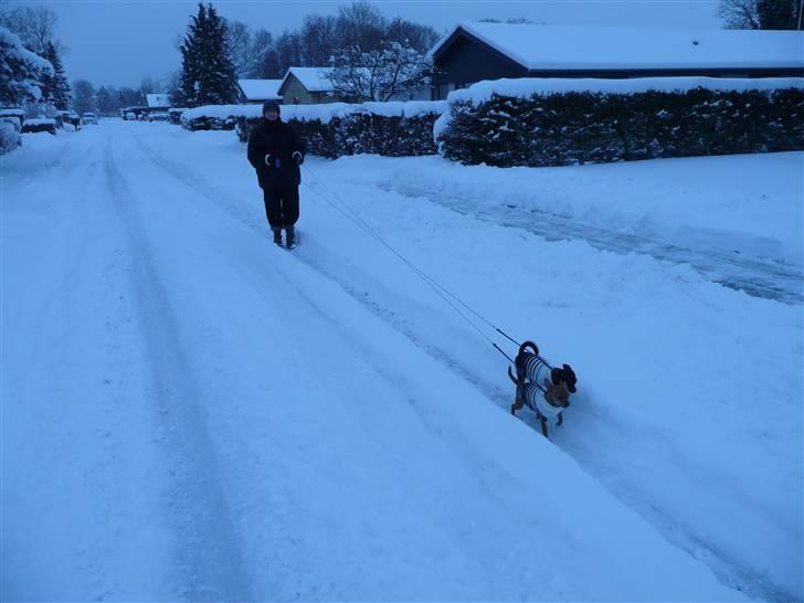 Chihuahua Buddy - Ihhh, det er koldt. Kom hvis vi trækker til, kommer vi hurtigere hjem Balder. billede 19