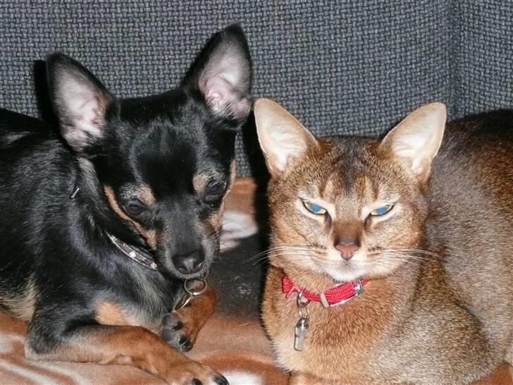 Chihuahua Buddy - Hende Freja her og så mig, vi har flotte stritører. billede 20