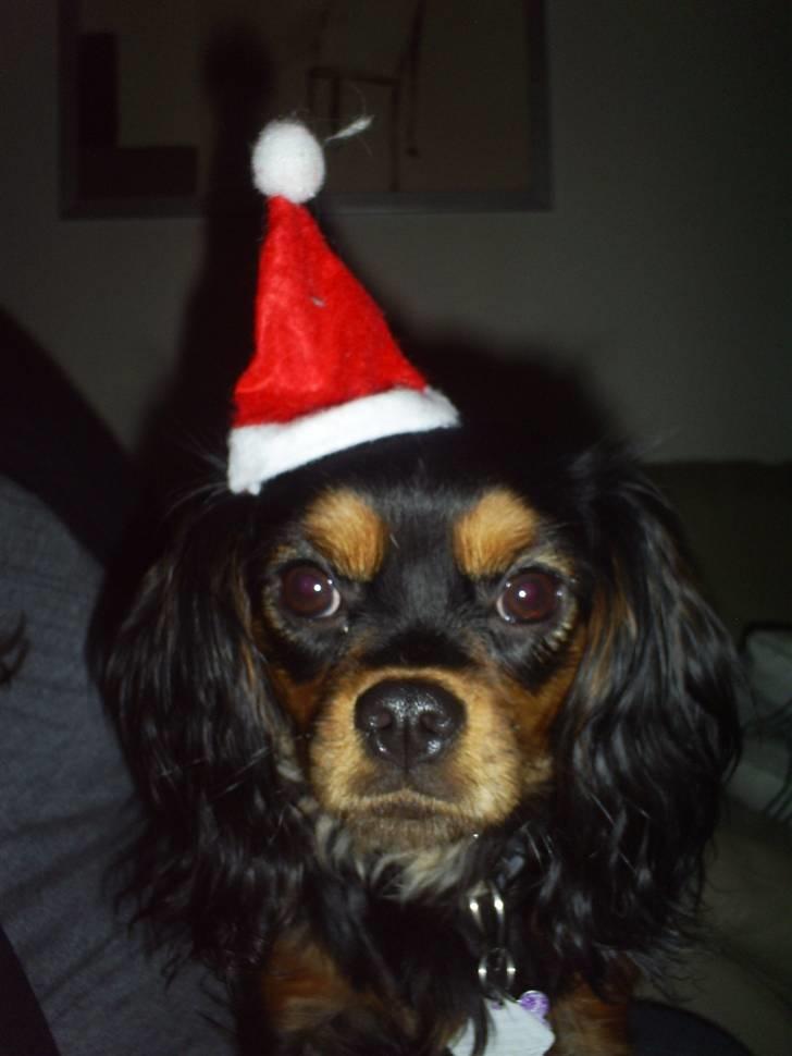 Cavalier king charles spaniel Ziggi - Velkommen til min profil ( Ziggi ) billede 1