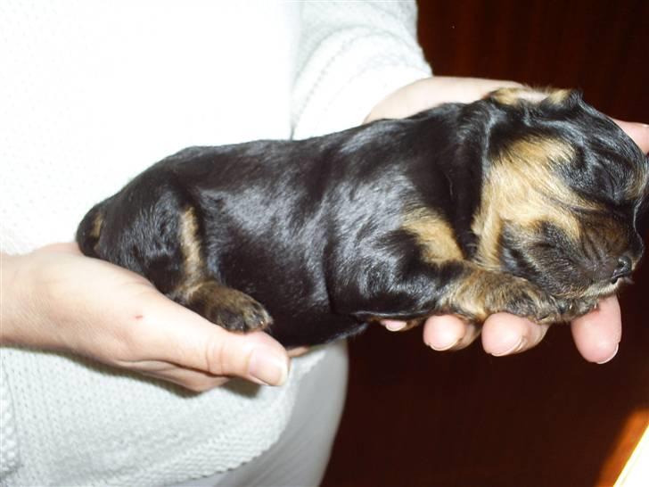 Cavalier king charles spaniel Ziggi - Helt i koma 3 uger gl. billede 2