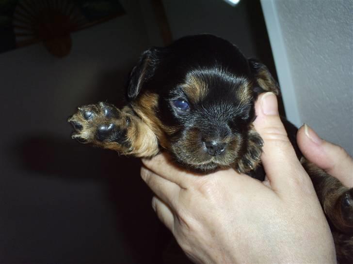 Cavalier king charles spaniel Ziggi billede 3