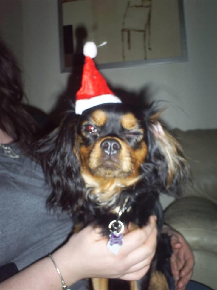 Cavalier king charles spaniel Ziggi - Blinker lige til min mor :)  billede 4