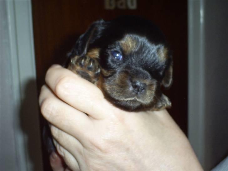 Cavalier king charles spaniel Ziggi billede 5