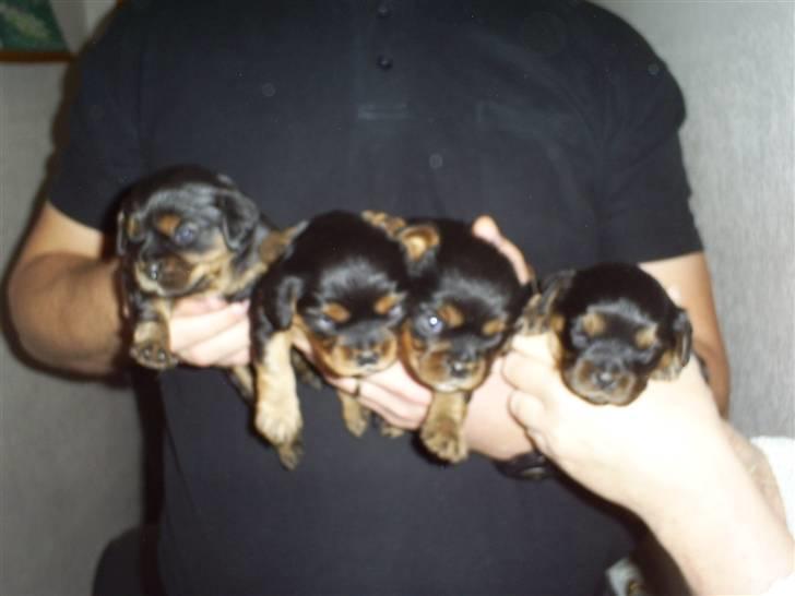 Cavalier king charles spaniel Ziggi - Ziggi længst til højre, de 3 andre er søskende  billede 6