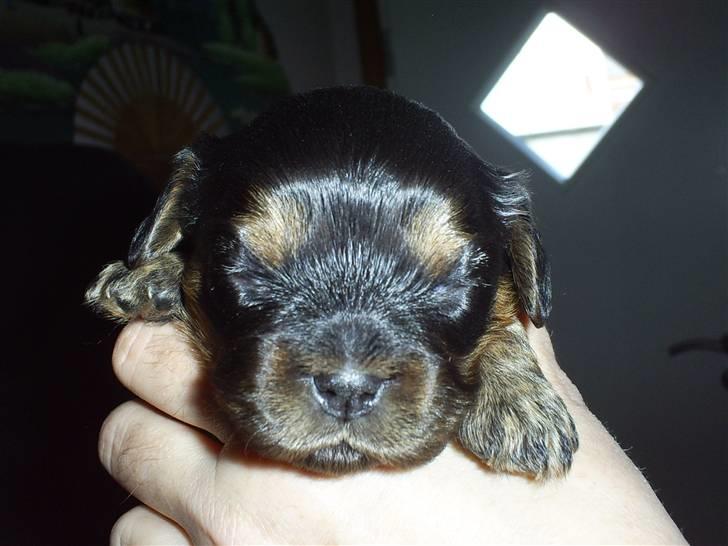 Cavalier king charles spaniel Ziggi billede 7