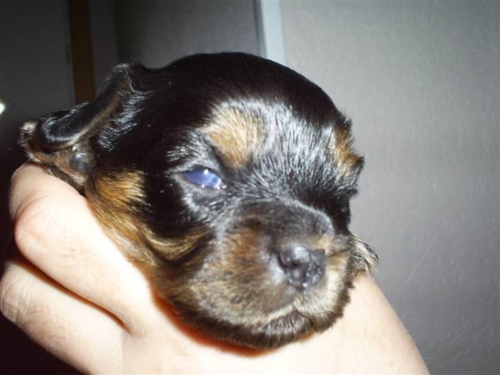 Cavalier king charles spaniel Ziggi billede 8