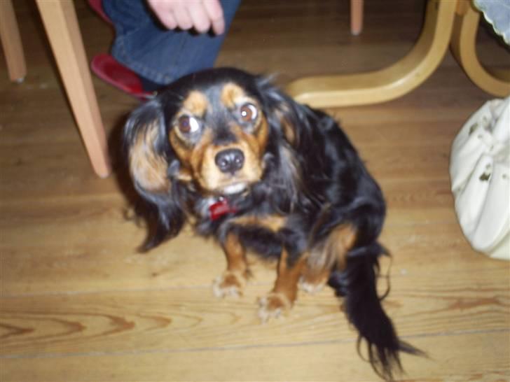 Cavalier king charles spaniel Ziggi - Ziggi s mor ( Sally ) billede 9