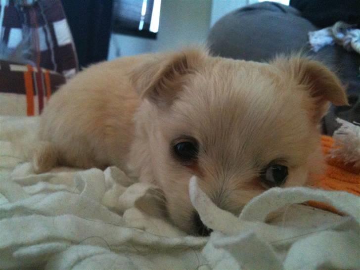 Blanding af racer Vega - Vega 5 uger billede 5